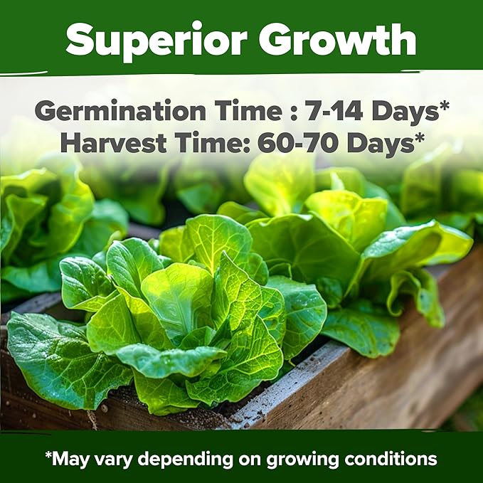 HOME GROWN Buttercrunch Lettuce Seed Pack - 3950 Vegetable Seeds - Ideal Seeds for Hydroponic Garden Indoor Premium and Heirloom Butter Lettuce Seeds for Planting (Lactuca Sativa)