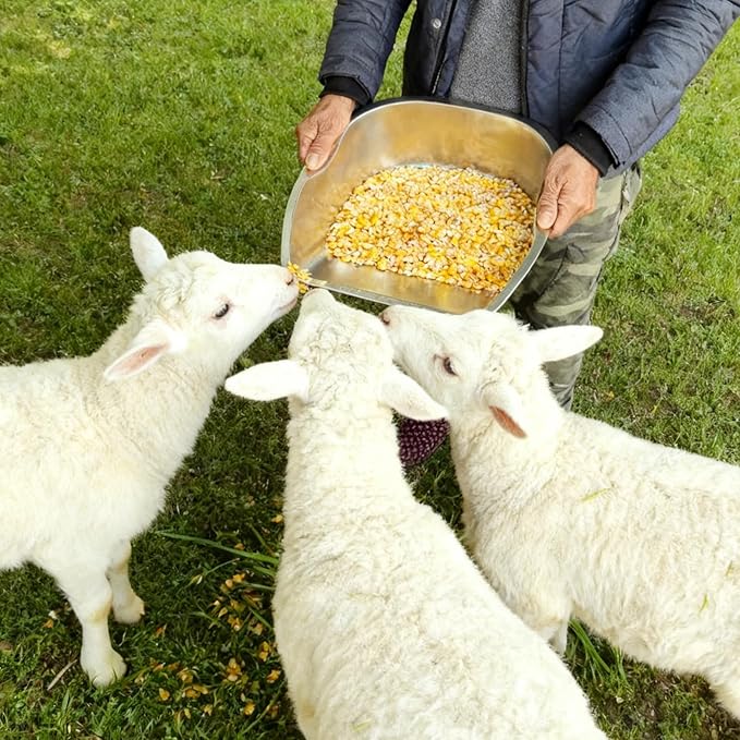 Feed Scoop for Livestock, Stainless Steel Feed Grain Scoop – with Dual-Side Handles, Stackable One-Piece Design, Durable Poultry Feed Scoops – for Chicken & Bird Raising, Gardening and Farm