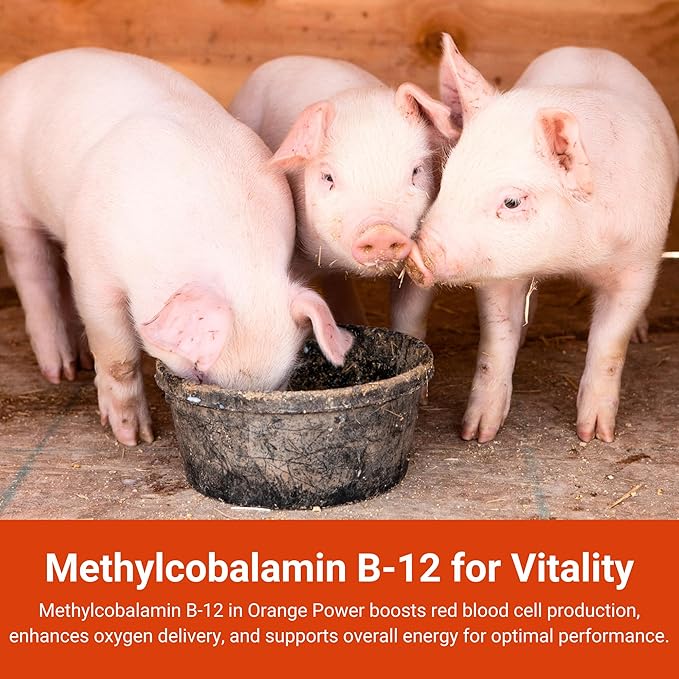 Orange Power Nutrient Supplement for Show Cattle, Sheep, Goats and Pigs - Appetite Stimulant & Performance Booster - Liquid Formula with B12 & Phosphorus (1 Gallon)