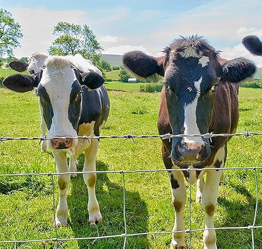 Cattle Panel for Deer Fence, Goat Fence, Cattle Fence - 5ft x 164ft 14Gauge Galvanized Steel Wire Panels for Horses, Deer Control and Large Livestock, Field Fence Roll, Farm Yard Barrier