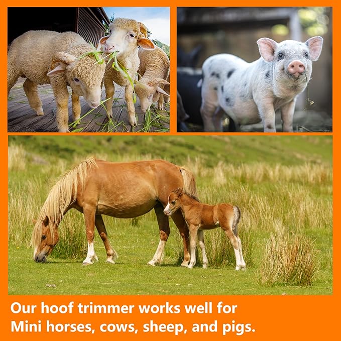 Farrier Tools,8 inch Farrier Tool Kits （6 Piece） Goat Hoof Trimmers Mini Rasp Hoof File Goat Pig Equine Metal Shears Professional Farriers Hoof Nipper Cutter Handle Knife Goat Supplies