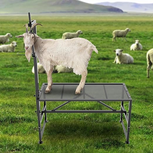 Heavy Duty 600LBs Goat Milking Stand with Feed Bin, 47x23 inch, Adjustable Livestock Table for Sheep & Goat Grooming, Hoof Care, and Shearing, Black