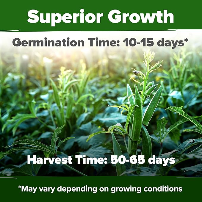 HOME GROWN Clemson Spineless Okra Seeds - 202 (2 Pack) Heirloom Vegetable Seeds, Premium Garden Seeds for Planting Outdoors (Abelmoschus esculentus)