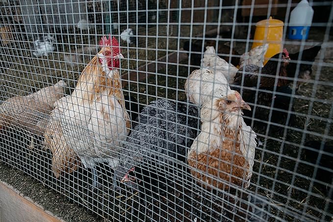 Hardware Cloth for Chicken Wire Fencing of Chicken Coop-1/2in Mesh AWG 19 Gauge 48in x 100ft Hot-Dip Galvanized Wire Mesh Roll-Raccoon Proof Rabbit Cages, Poultry Runs, Fencing for Gardens