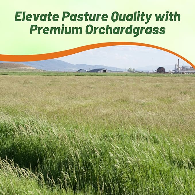 Outsidepride Grazer Orchard Pasture Grass Seed - 25 Lbs. Perennial, Drought & Shade Tolerant, Winter Hardy Fescue Seed for Hay, Grazing, Silage, Greenchop, Goat Feed, & Lawn Use