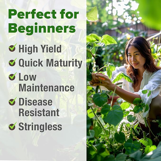 HOME GROWN Contender Bush Seeds - 56 𝗡𝗢𝗡-𝗚𝗠𝗢 𝗨𝗦𝗔-𝗦?𝗨𝗥𝗖𝗘𝗗, Heirloom Green Beans for Planting - Emergency Food Supply (Phaseolus vulgaris)