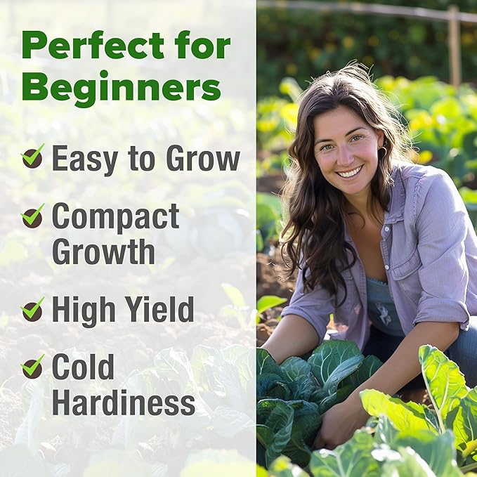 HOME GROWN Collard Green Seeds - 2 Pack - 600 Seeds for Fall Planting - High Germination Heirloom Vegetable Seeds,Vates Collard Greens Seed Pack(Brassica oleracea)