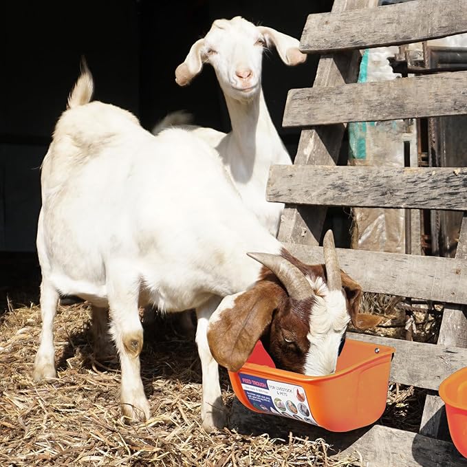 Goovilla Chicken Feeder Waterer, Hanging or Screw-in Fence Feeder with Clips, 2 Pack 5 Quart Goat Feeder Supplies, Duck Piglet Sheeple Coop Dog Livestock Poultry Plastic Feeder Trough Bucket, Orange