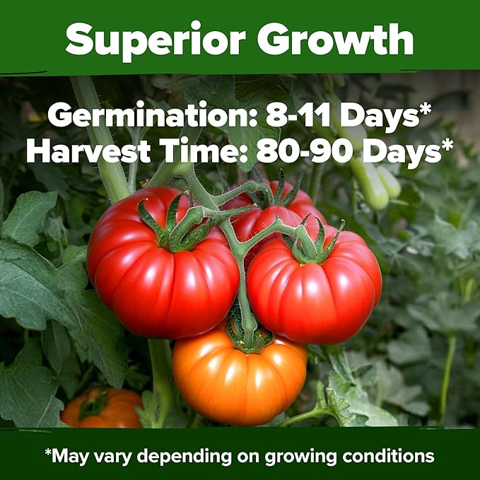 HOME GROWN Beefsteak Tomato Seed 2Pack - 600 Heirloom Tomato Seeds for Planting Outdoors – High-Yield Non-GMO Vegetable Seeds for Growing Large, Meaty Tomatoes for Summer Dishes (Solanum lycopersicum)