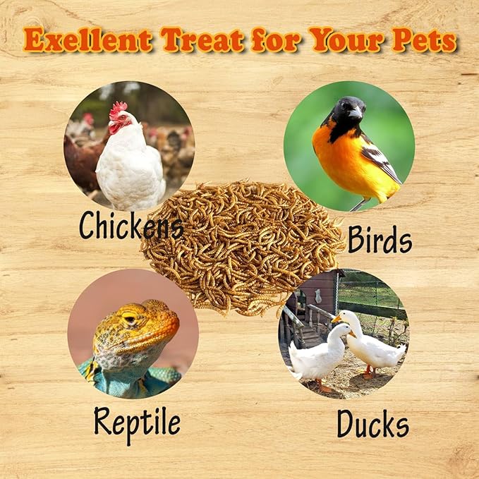 Amzey Dried Mealworms- 3.5 oz(2 Pack)- High Protein Non GMO Mealworms - Great for Turtle Food, Bird Food, Cockatiel Food, Lizard Food, Snake Food, Iguana Food, Sulcata Tortoise Diet- 3.5oz (2 Pack)