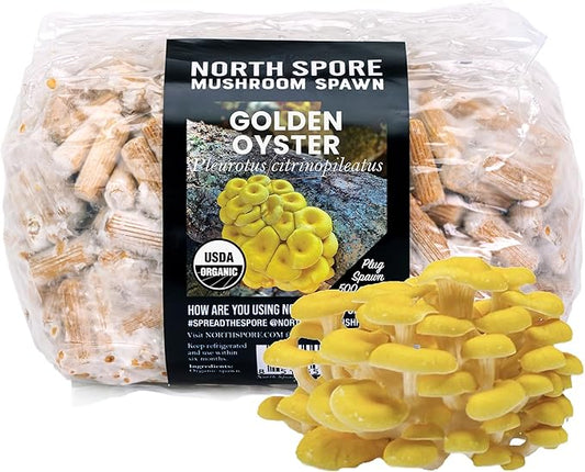 North Spore Organic Golden Oyster (500 ct) Mushroom Plugs for Logs | Premium Quality Mushroom Plug Spawn | Handmade in Maine, USA | Grow Gourmet Mushrooms Outdoors on Logs | Pleurotus citrinopileatus