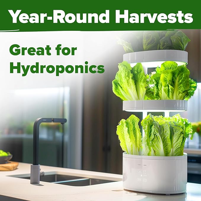 HOME GROWN Romaine Lettuce Seeds, Paris Island Bulk Pack, 7000+ Lettuce Seeds for Planting, High Germination Heirloom Vegetable Seeds,Works Indoor in Hydroponic Garden and Outdoor