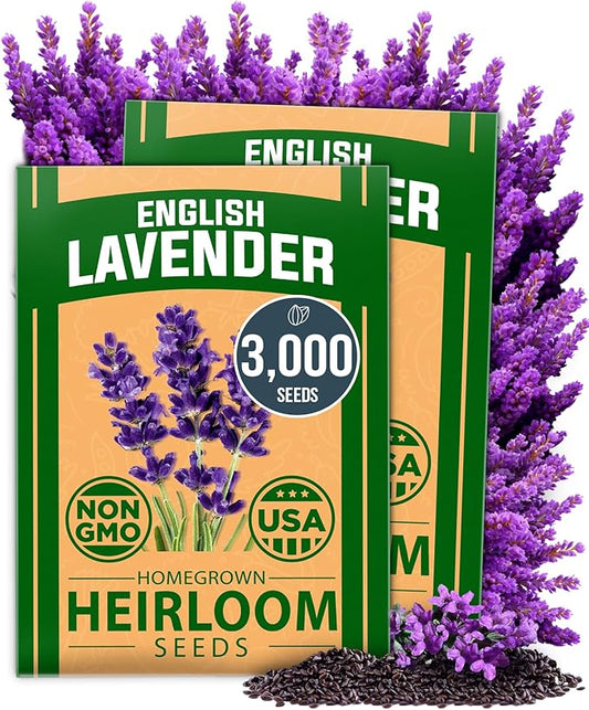 HOME GROWN English Lavender Seeds 2 Pack 3000 Non GMO Wildflower Seed, for Planting Indoor Outdoor High Germination Flower Seeds (Lavandula antustifolia)