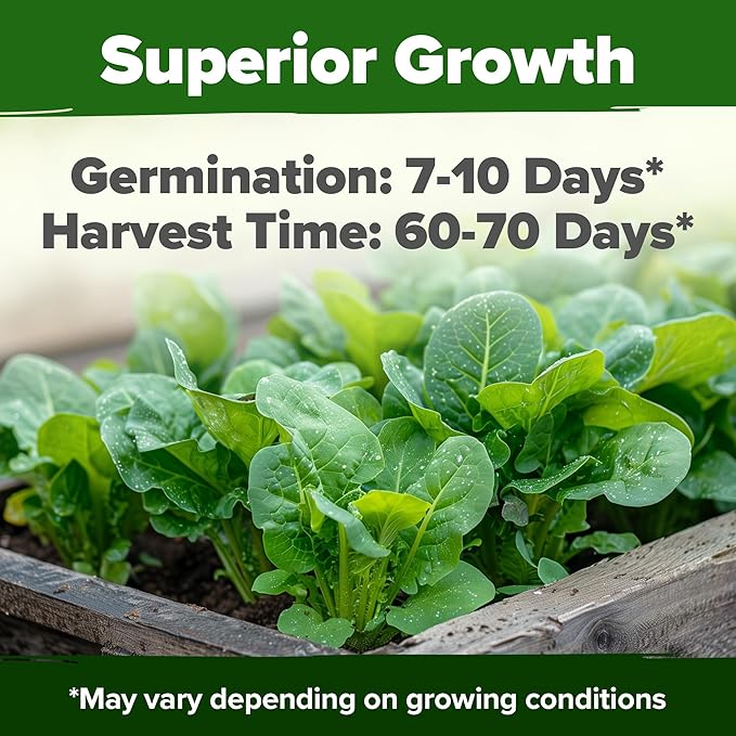 HOME GROWN Romaine Lettuce Seeds, Paris Island Bulk Pack, 7000+ Lettuce Seeds for Planting, High Germination Heirloom Vegetable Seeds,Works Indoor in Hydroponic Garden and Outdoor