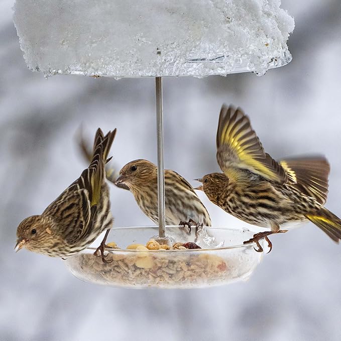 Bluebird Mealworm Feeder - Jacobi Jayne® Pearl Feeder Mini™ - Domed Small Bluebird Feeder - Live Mealworm Feeder Hanging for Outdoors and Backyards