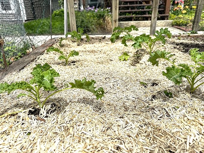 Garden Bed Organic Soil Conditioner - Hemp HURD Garden Mulch - Eco Friendly Potting Soil Aid - Moisture Retaining - Weed Suppressor - Perfect for Flowers & Vegetables - Grown in The US - 25 lbs.