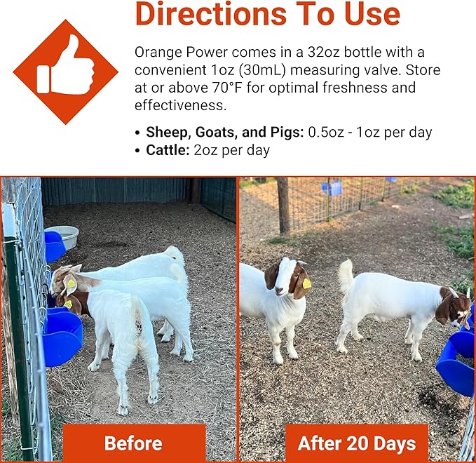 Orange Power Nutrient Supplement for Show Cattle, Sheep, Goats and Pigs - Appetite Stimulant & Performance Booster - Liquid Formula with B12 & Phosphorus (32 Fl Oz.)