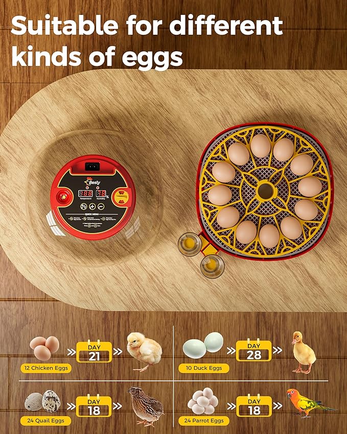 Incubator for Hatching Eggs,Automatic Turning,Temperature and Humidity Control Display,360° Viewing for Chicken, Duck, Quail Eggs, Ideal for Farm, Classroom, Home Use,2025 Upgraded 12 Egg Incubators