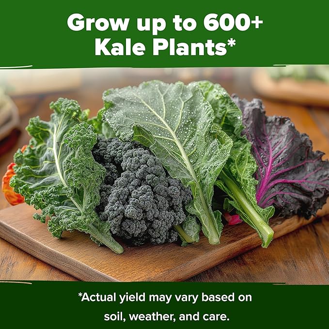 HOME GROWN Heirloom Vegetable Seeds Vegetable Seeds for Planting Home Garden, Beans, Carrots, Peppers, Cucumber, Kale, Pepper Seeds, Tomato (4 Kale)