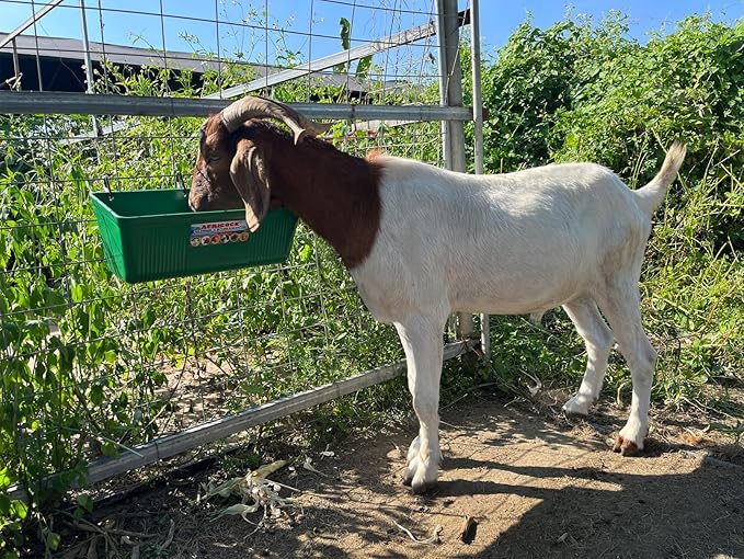 Large Feed Trough and Goat Feeder - 2 Pack Hanging Feeder with Clips, Waterer Bucket, Fence Feed Trough, Goat Supplies, 10 Quart