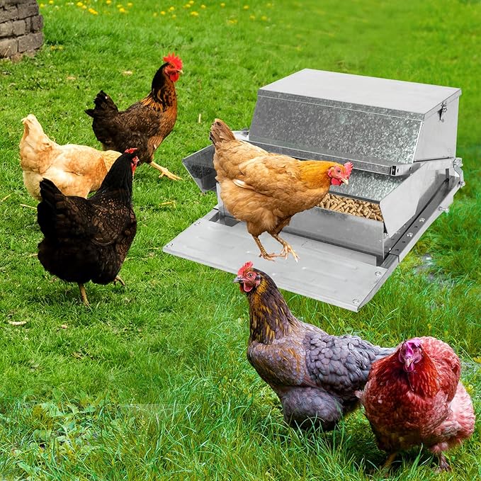 Confote Large Automatic Chicken Feeder Box 20 lbs Galvanized Metal Feed Chicken Feeder Sturdy Galvanized Steel Poultry Feeders - No Spill with Weatherproof Lid for 6-12 Chickens