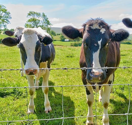 Farm Fence 4ft x 164ft Heavy Zinc Coating Cattle Fence Galvanized Field Fencing Sheep Fence Goat Fence,Hog Wire Fencing for Yard Livestock Animals Protection