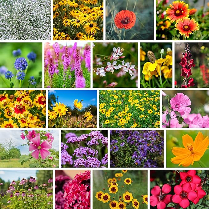 Southeastern Wildflower Seeds Bulk – 5 lb, 3.2 Million+ Seeds – Native Wildflower Seed Mix for Southeast USA – Annual & Perennial Pollinator Flower Seed for Garden, Meadow & Landscaping