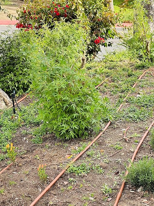 DIG P11-200 3/4" All-Purpose Heavy Duty Drip Irrigation Kit MPT Inline Y Filter with 200 Mesh Stainless Steel Screen and Flush Cap for Optimal Irrigation Protection