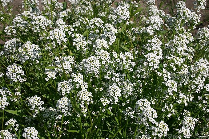 Dirt Goddess Super Seeds ~ Alyssum, Sweet Tall Flower Seeds (1 Lb) Lobularia maritima Non GMO